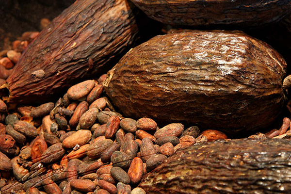 Cacao